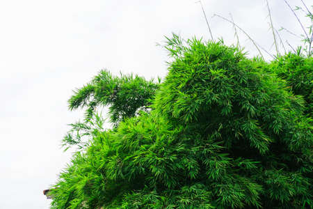 Wall green bamboo leaves on nutural background.の写真素材