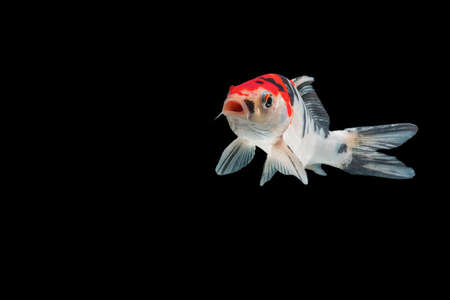 Capture the moving moment of koi fish isolated on back background.の写真素材
