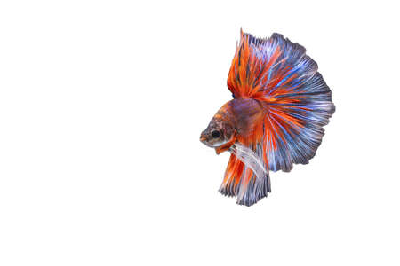Capture the moving moment of red and white Siamese fighting fish , betta fish isolated on white background.の写真素材