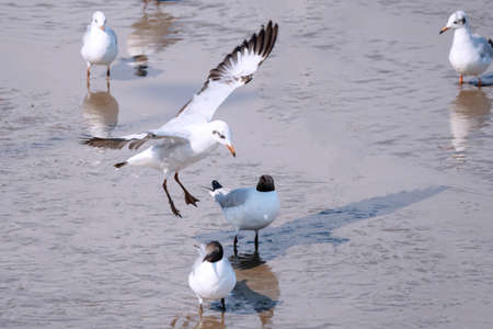 Seagull bird flying on nature background. Close up view of bird seagull flying in sky at Bangboo...