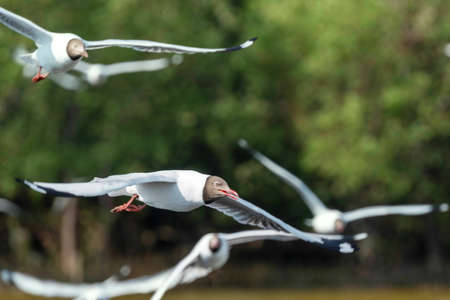 Seagull bird flying on nature background. Close up view of bird seagull flying in sky at Bangboo...