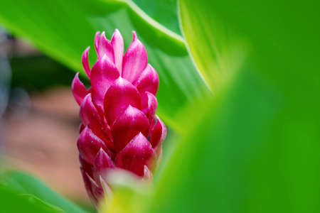 Beautiful blossom red ginger flower with leaves on nature background. Alpinia purpurata (Vielle.) Schum on tree.の写真素材
