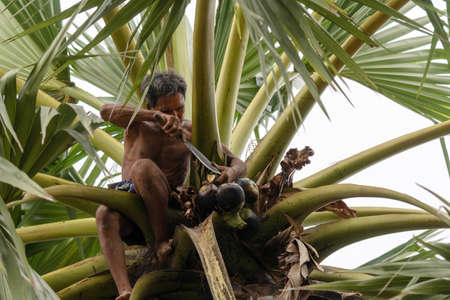CHACHOENGSAO, THAILAND - MAY 12,2019 : Farmer middle-aged man climbing the palmyra palm tree or science name Borassus flabellifer trees make palmyra palm sugar in Chachoengsao, Thailandのeditorial素材