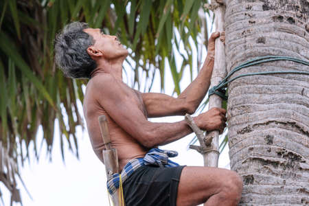 CHACHOENGSAO, THAILAND - MAY 12,2019 : Farmer middle-aged man climbing the palmyra palm tree or science name Borassus flabellifer trees make palmyra palm sugar in Chachoengsao, Thailandのeditorial素材