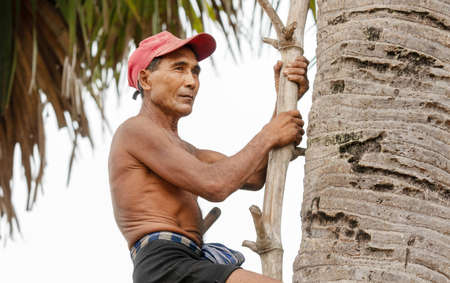 CHACHOENGSAO, THAILAND - MAY 12,2019 : Farmer middle-aged man climbing the palmyra palm tree or science name Borassus flabellifer trees make palmyra palm sugar in Chachoengsao, Thailandのeditorial素材