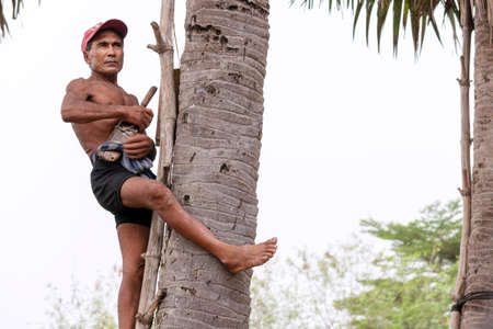 CHACHOENGSAO, THAILAND - MAY 12,2019 : Farmer middle-aged man climbing the palmyra palm tree or science name Borassus flabellifer trees make palmyra palm sugar in Chachoengsao, Thailandのeditorial素材