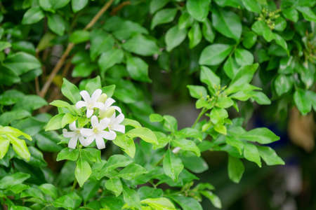 Thai orange Jasmine, white orange jasmine flower with green leaves blooming on tree in the garden. White flower of Orange Jasmine, Andaman satinwood, Cosmetic bark tree.の写真素材