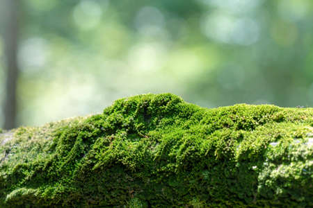 Bryophyta, Close up macro freshness green moss covered on wood in the morning with bokeh background.
