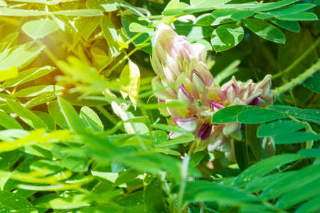 Afgekia mahidoliae blossom pink flower on leaf natural background at Thailand. Botanical Afgekia...