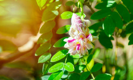 Afgekia mahidoliae blossom pink flower on leaf natural background at Thailand. Botanical Afgekia mahidoliae Burtt et Chermsir in the family Leguminosae.の写真素材