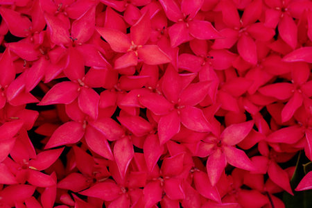 Close up group blossom Ixora lobbii Loudon flower on natural background. Beautiful macro blooming red colorful Ixora chinensis Lamk. Ixora spp.の写真素材