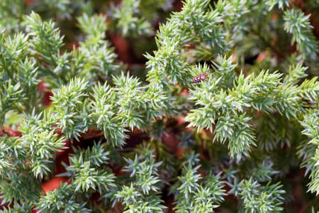 Close up macro Leaf stonecrop with insects on nature background. Plant reflexum growth on the pot.