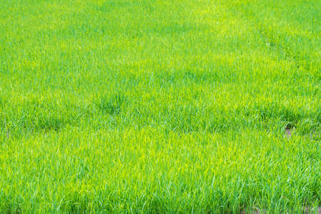 Farmland green field rice in natural background. Paddy rows field rice plants organic in Thailand....