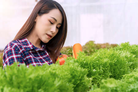 Young farmer woman checking fresh lettuce organic vegetable at greenhouse hydroponic organic farm. Owner small business entrepreneur organic vegetable farm and healthy food conceptの写真素材