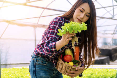 Young farmer woman checking fresh lettuce organic vegetable with basket at greenhouse hydroponic organic farm. Owner small business entrepreneur organic vegetable farm and healthy food concept.の写真素材