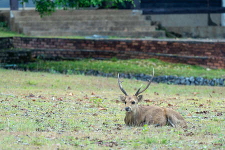 Deer sitting on gold meadow with green tree background in wildlife conservation area at Chaiyaphum Thungkamang Thailand.の写真素材