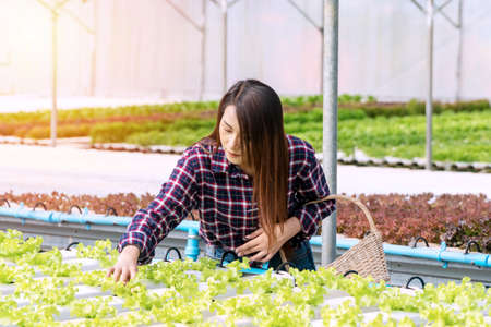 Young farmer woman checking fresh lettuce organic vegetable with basket at greenhouse hydroponic organic farm. Owner small business entrepreneur organic vegetable farm and healthy food conceptの写真素材