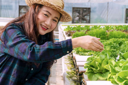 Young farmer woman wear hat checking fresh lettuce organic vegetable at greenhouse hydroponic organic farm. Owner small business entrepreneur organic vegetable farm and healthy food concept.の写真素材