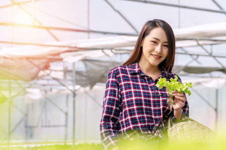 Young farmer woman holding fresh lettuce organic vegetable with basket at greenhouse hydroponic farm looking camera. Owner small business entrepreneur organic vegetable farm and healthy food conceptの写真素材