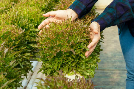 Hands of young farmer woman holding fresh lettuce organic vegetable at greenhouse hydroponic organic...