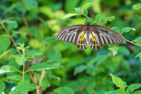 Goden Birdwing Butterfly perched on green leaf in nature background. Macro close up one Troides aeacus malaiianus butterfly,  Small Birdwing.の写真素材