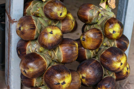Toddy Palm fruit for products or dessert food in Thailand. Asian palmyra palm ,sugar palm toddy palm.の写真素材