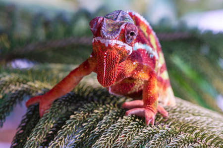 Chameleon furcifer pardalis ambilobe panther chameleon sitting on tree branch. Close up chameleon...