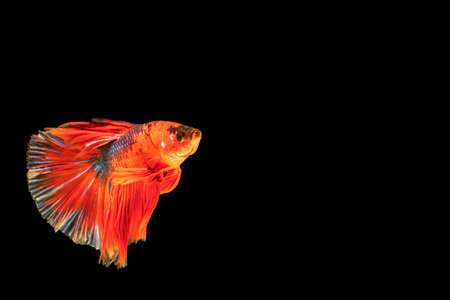 Multicolor Betta splendens fighting fish in Thailand on isolated black background. The moving moment beautiful of orange Siamese betta fish with copy space.の写真素材