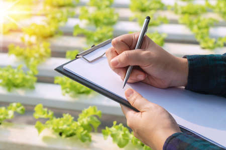Close up hands of woman farmer holding document and pen checking fresh green oak lettuce salad,...