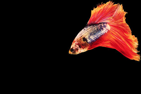 Multicolor Betta splendens fighting fish in Thailand on isolated black background. The moving moment...