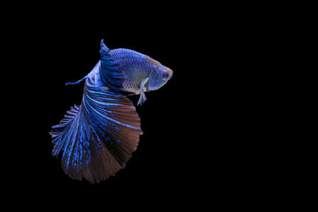 Betta splendens fighting fish in Thailand on isolated black background. The moving moment beautiful of blue&black Siamese betta fancy fish with copy space.の写真素材