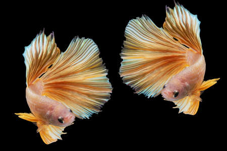 Rhythmic of betta splendens fighting fish over isolated black background. The moving moment...