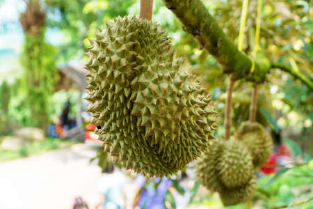 Fresh asian tropical durian on tree in nature background at garden. The king of fruits. (Durian tree)の写真素材
