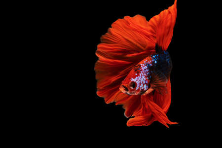Multicolor Betta splendens fighting fish in Thailand on isolated black background. The moving moment beautiful of orange Siamese betta fish with copy space.の写真素材