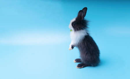 Back of black and white adorable rabbit standing on isolated blue background. Lovely baby bunny stand looking at something on blue background.の写真素材
