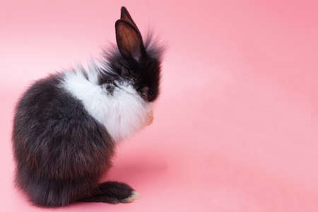 Back of black and white adorable rabbit standing on isolated pink background. Lovely baby bunny stand looking at something on pink background.の写真素材