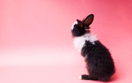 Back of black and white adorable rabbit standing on isolated pink background. Lovely baby bunny stand looking at something on pink background.の写真素材