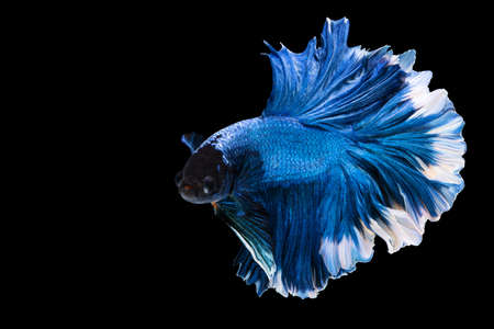 Betta splendens fighting fish in Thailand on isolated black background. The moving moment beautiful of blue&white Siamese betta fancy fish with copy space.の写真素材