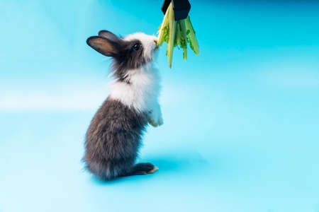 Adorable little young black and white rabbits getting up to eating green fresh lettuce leaves on isolated blue background. Animal eat vegetable and Easter concept.の写真素材