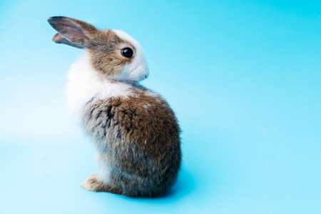 Cute adorable brown and white rabbit cleaning furry while sitting on isolated blue background....