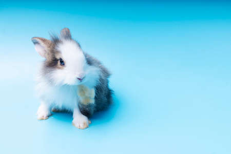 Cute adorable brown and white rabbit cleaning foot while sitting on isolated blue background. Lovely...
