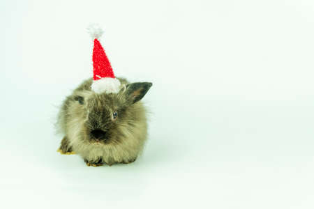 Adorable little gray and black rabbit of fluffy with Santa claus red hat while sitting over isolate white background. Festive easter and Christmas of animal conceptの写真素材