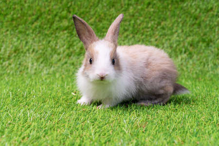 Adorable little white and brown rabbit with book sitting on artificial green grass. Newborn fluffy...