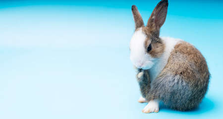 Bunny easter concept. Adorable brown and white rabbit cleaning foot while sitting on isolated blue background. Lovely baby furry alone sitting on blue background.の写真素材