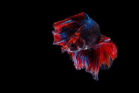Rhythmic of betta splendens fighting fish over isolated black background. The moving moment...