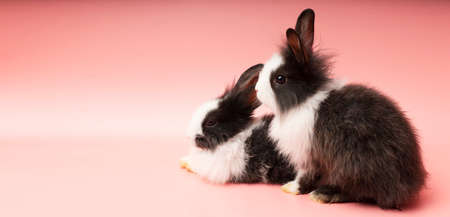 Two adorable little black and white rabbit sitting together over isolated pink background. Easter...