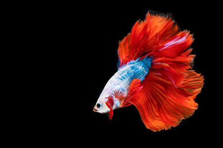 Rhythmic of betta splendens fighting fish over isolated black background. The moving moment...
