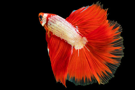 Movement power of betta fighting fish over isolated black background. The moving moment beautiful of...