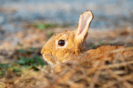 Fluffy brown bunny rabbit sitting on the dry grass over environment natural light background. Furry...