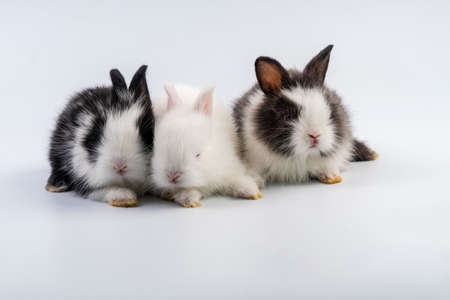 Lovely group newborn baby rabbits bunny sitting togetherness over isolated white background. Easter bunnies concept.の写真素材